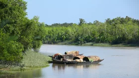 Massive mangrove forestry planned to protect wildlife, expand forest coverage