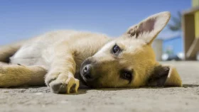 Why mourning a pet can be harder than grieving for a person