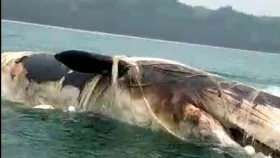 Whale carcass washes ashore on Cox&rsquo;s Bazar beach