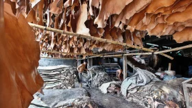 Tanners collect 4.11m salted rawhide