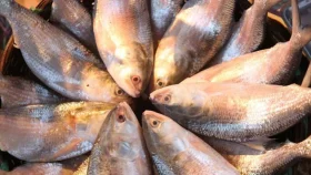 Advisor: No ilish export to India for Durga Puja