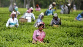Tea workers' daily minimum wage raised to Tk170 per day