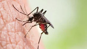 Taposh: Dengue cases in Dhaka was 42,000 less in 2023 than in 2019
