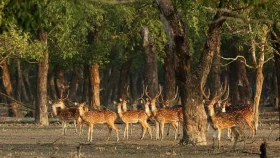 Cyclone Remal: 30 deer carcasses recovered from Sundarbans