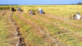 Panchabrihi rice cultivation: A breakthrough by a Bangladeshi scientist