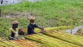 3,074 hectares of crops damaged due to Cyclone Remal in Jessore