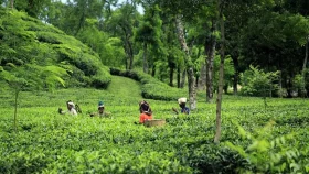 Tea export sees 33% surge in Bangladesh in a year