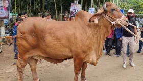 Cow Ramp Show attracts huge crowd in Bogra