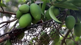 6 health benefits of eating mangoes