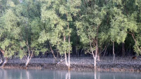 Saber: Bangladesh sets ambitious goals for tree cover expansion