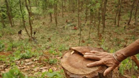 Bangladesh losing forest resources faster than global average