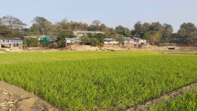 Nationwide Boro paddy procurement begins