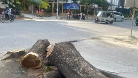 High Court rules to control tree felling across Bangladesh