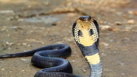 Intense heat causes surge in snake bites