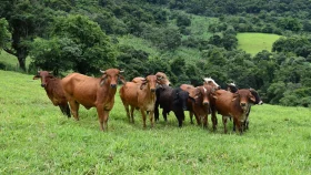 Eid-ul-Azha: How to take care of cattle before sacrifice
