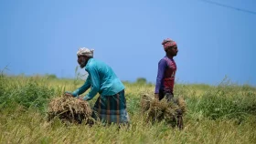 Farm budget remains on par, subsidy lowered