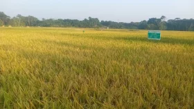Southeast Bangladesh sees successful cultivation of diabetes-friendly rice