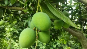 China keen to import Bangladeshi mangoes
