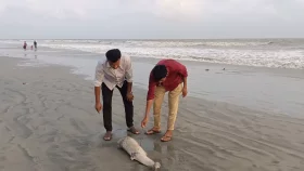 Dead dolphin washes up on Kuakata beach