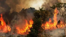 How far has the Sundarban fire spread?