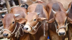No cattle market at Aftabnagar this year as HC stays leasing process