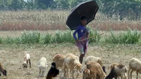 Wildlife, cattle suffer in record-breaking heat