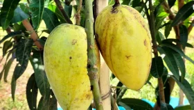 A tale of taste: Uncovering the story behind naming Fazli Mango