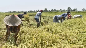 Boro paddy cultivation in Rajshahi exceeds expectations, farmers reap benefits