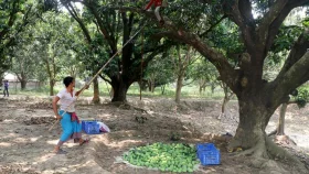 Mango harvesting begins in Rajshahi