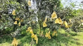 Fruit bagging method becomes boon for mango farmers in Rajshahi