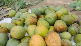 How to spot chemically ripened mangoes