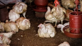 Stop harassment of poultry sector to reduce egg prices