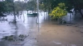 Cyclone Remal: Carcasses of 111 deer recovered from Sundarbans in 6 days
