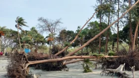 Cyclone Remal uproots hundreds of trees on Kuakata beach