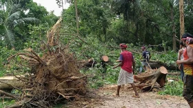 JU students protest tree felling on campus without master plan