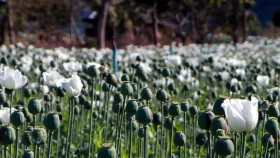 Myanmar's civil war drives up drug production