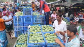 Why mango prices are so high this year in Rajshahi