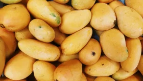 Mango myths unmasked: Separating facts from fiction