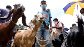 Which cattle market in Dhaka is selling goats only?