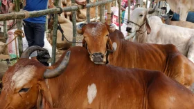 Eid-ul-Azha now a 100,000C economic phenomenon in Bangladesh