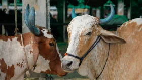 Minister: Number of cattle more than demand for Eid-ul-Azha