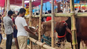 16 cattle traders fined for setting up stalls in unauthorized places