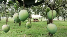 When can you savour Rangpur&rsquo;s famous Haribhanga mangoes?