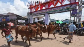 Going digital with Eid cattle markets