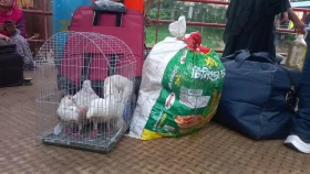 Homeward bound: Celebrating Eid with family, including the furry and feathered