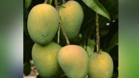 Farmers hope to sell Haribhanga mangoes worth 250C