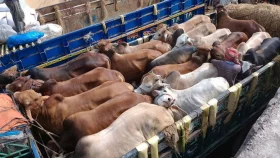 5 policemen suspended over extortion from cattle-laden vehicle