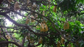 Fruit Bagging method in contract farming propels Rajshahi mango export