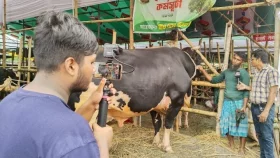 Clickbait chaos: How YouTubers, TikTokers swarming cattle markets in Dhaka