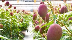 Why is the Miyazaki mango so expensive?